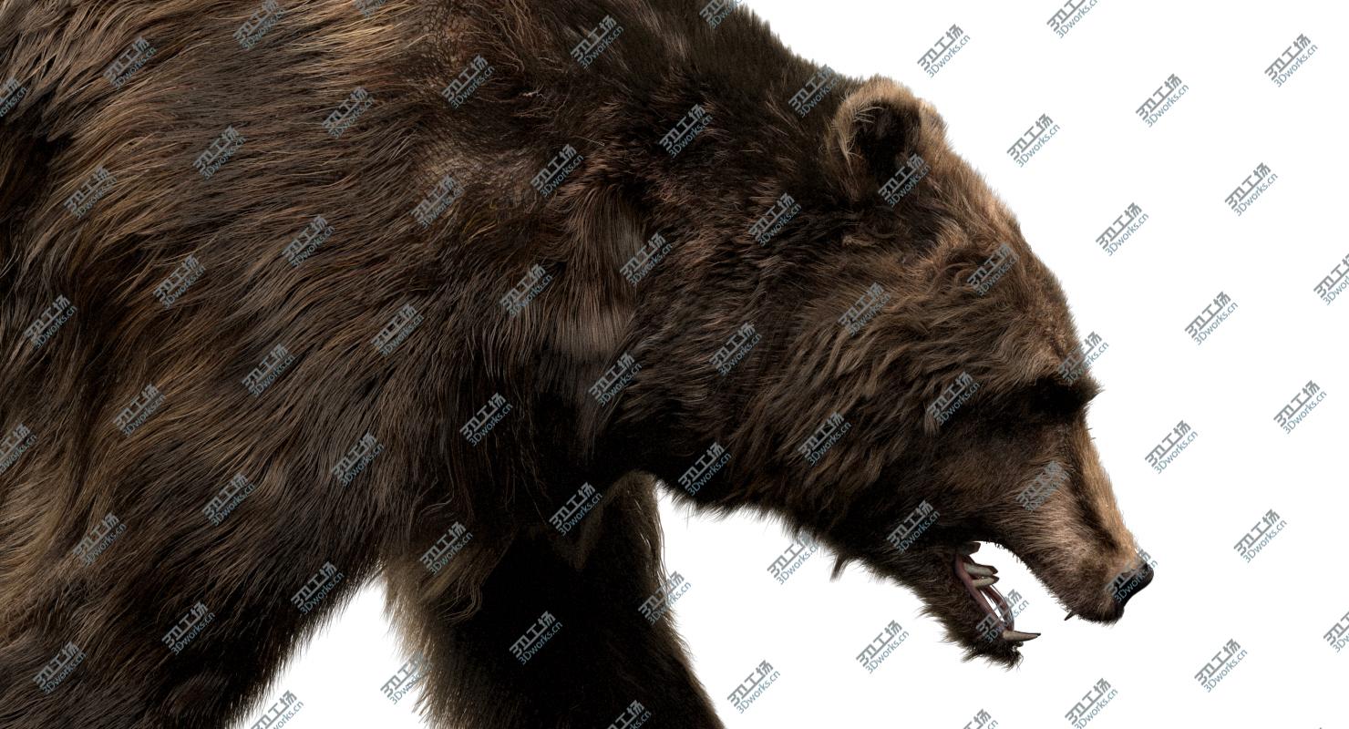 images/goods_img/202104094/3D Bear Anatomy (Fur) model/5.jpg